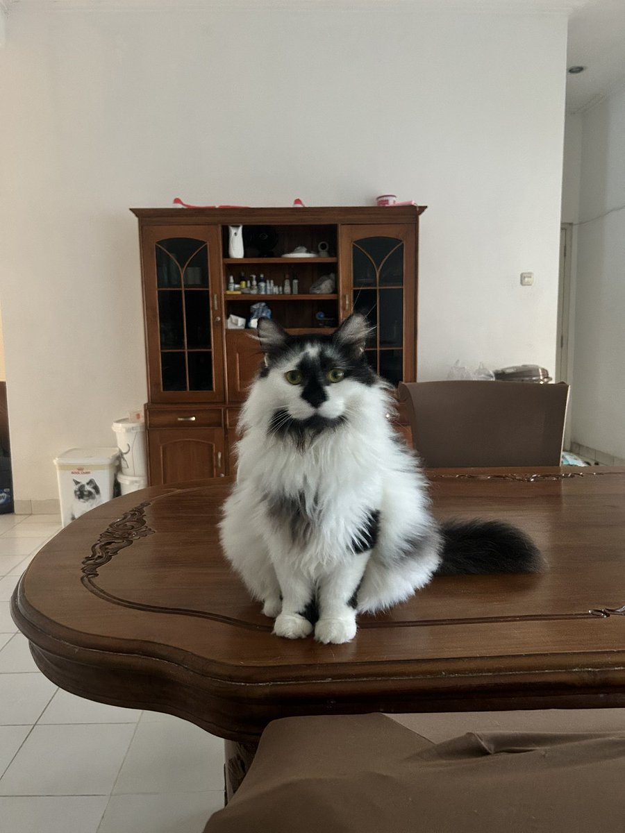 mamitigakucing's tweet photo. @pelisahh Please jangan buang kucing kl sudah tua dan tidak lucu lagi. They deserve all the love until it’s their time to go https://t.co/Ny8ozmoC9A