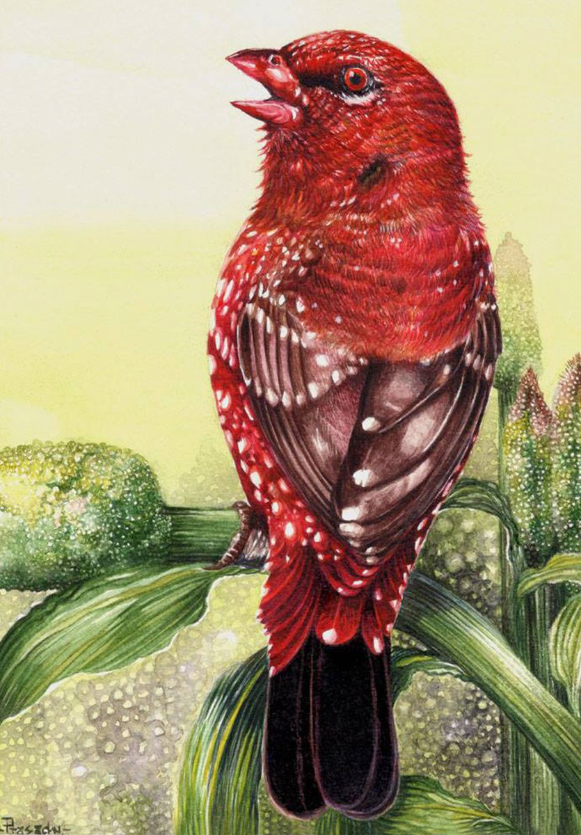 Red Munia male in breeding plumage, from my archives. #bengaluru #BirdTwitter #art #naturelovers #IndiAves #illustration #birdart #natureart #wildlifeart #indianartist #ArtistOnTwitter #ArtistOnX #TwitterNatureCommunity #Karnataka #HappyHoli #Holi2024 #Watercolour #Reds