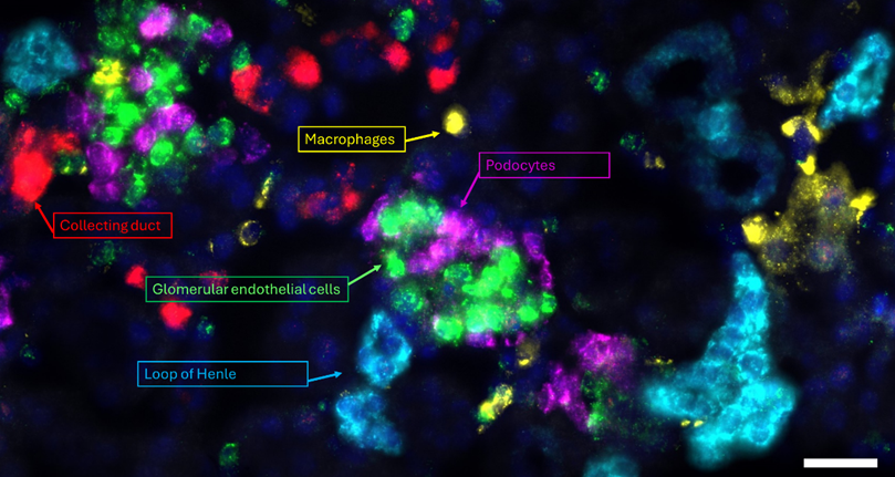 Kok Hao Chen Lab tweet media