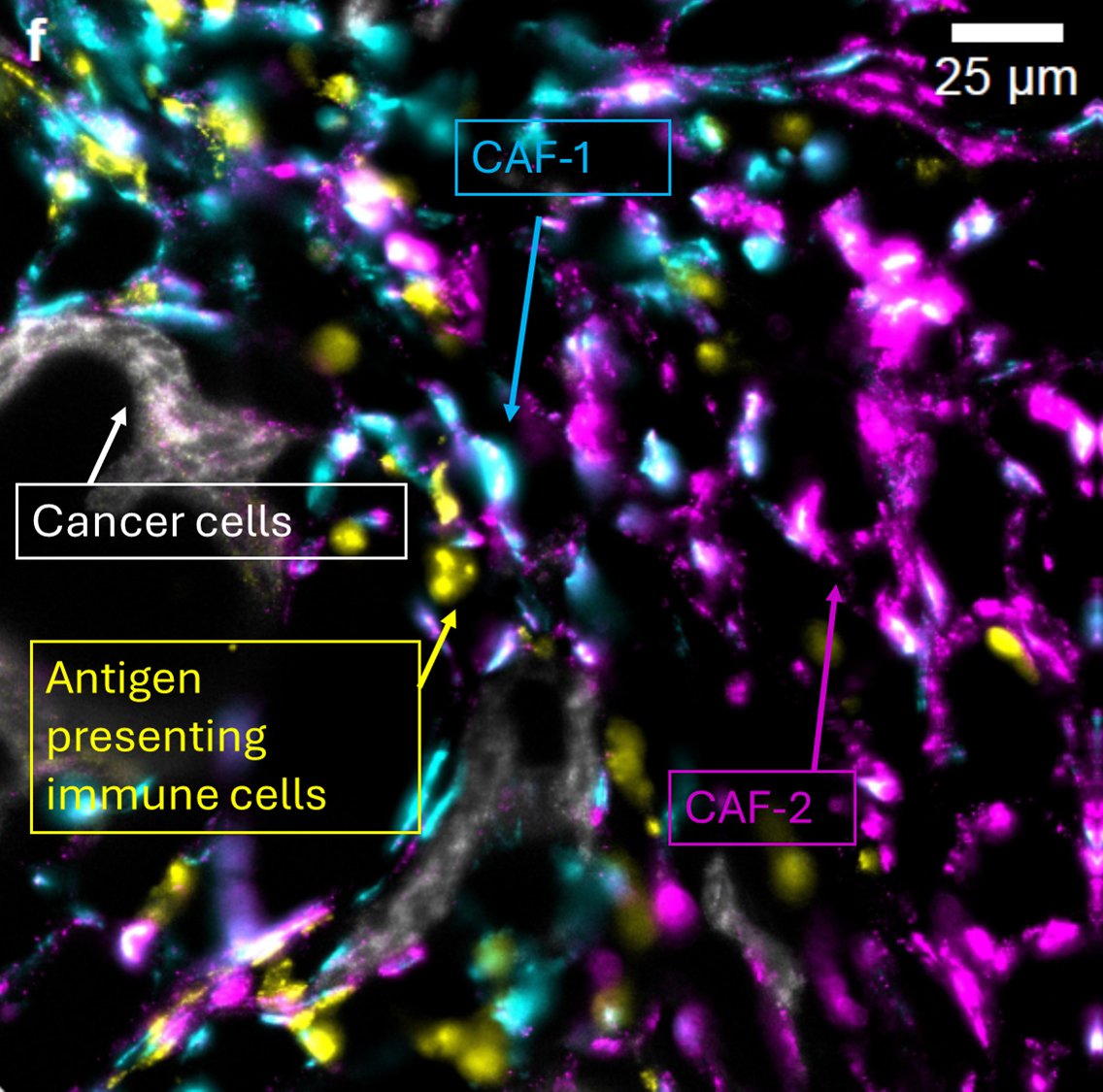 Kok Hao Chen Lab tweet media