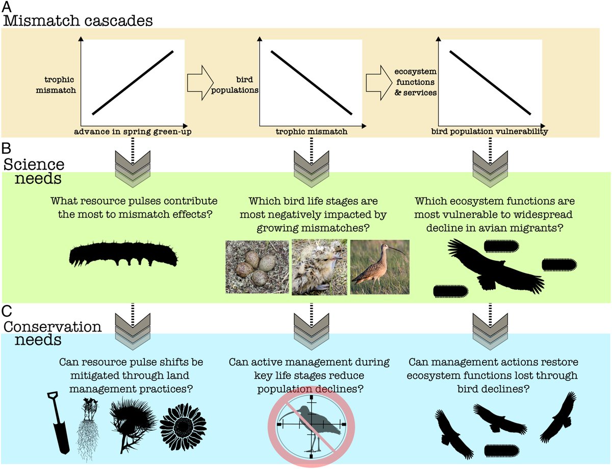 Kelly & Cimprich (2024) Arrhythmia in the earth’s pulse: Bird migration timing does not track advancing spring phenology @PNASNews doi.org/10.1073/pnas.2… | @Jeffrey_F_Kelly @paula_cimprich | #ornithology #birdmigration