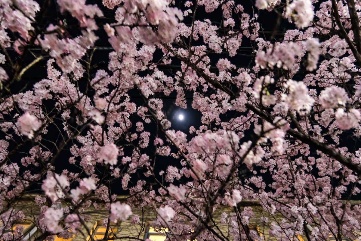 ドライバーから素敵な春の夜が届いています

成徳学舎
2024.3.18 撮影
#MK春2024