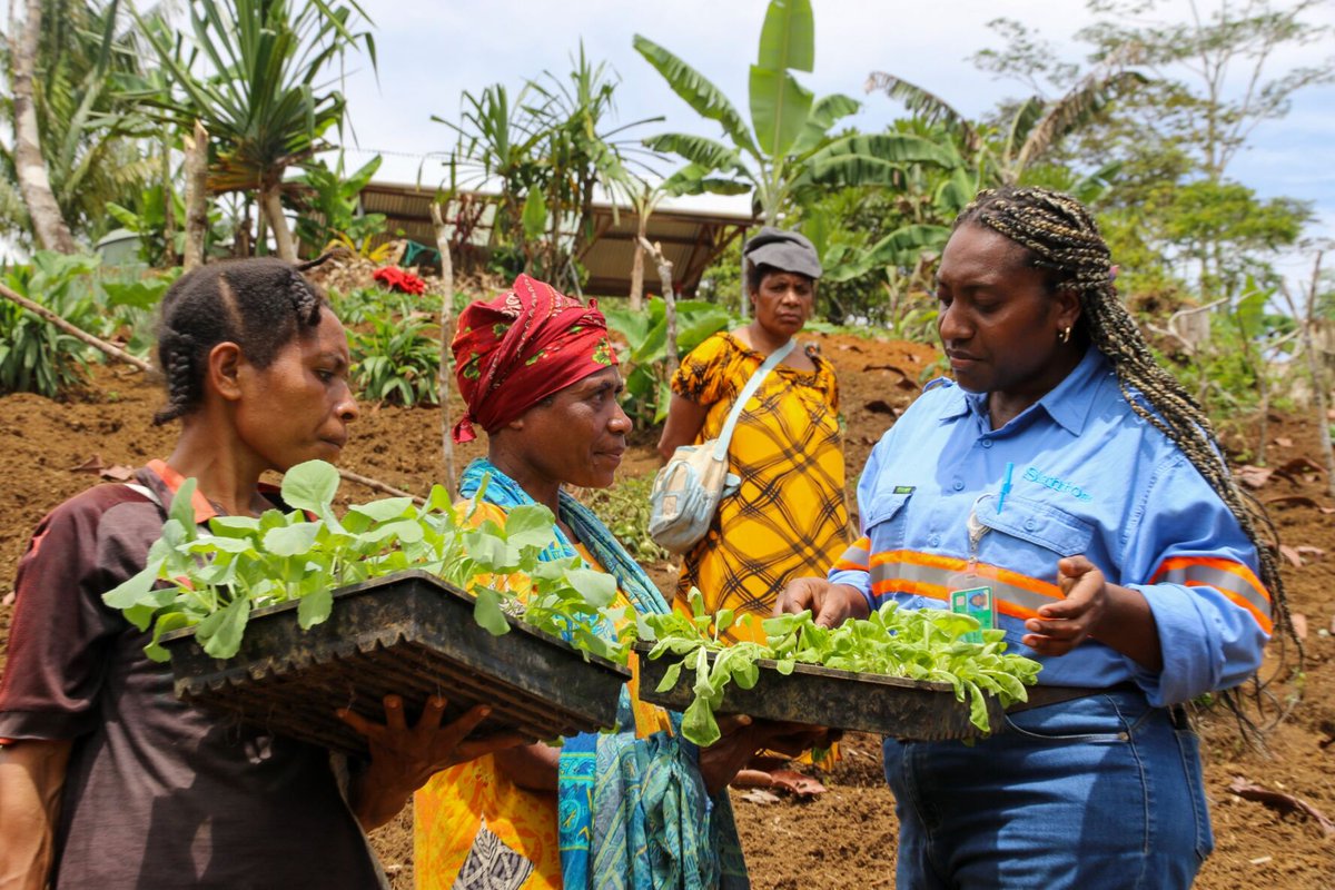 In PNG, we have established 16 local demonstration farms with up to 80 young farmers attending to learn skills on sustainable agricultural practices to produce fresh vegetables. Learn more about this initiative in Santos’ Sustainability & Climate Report: bit.ly/STOSCR23