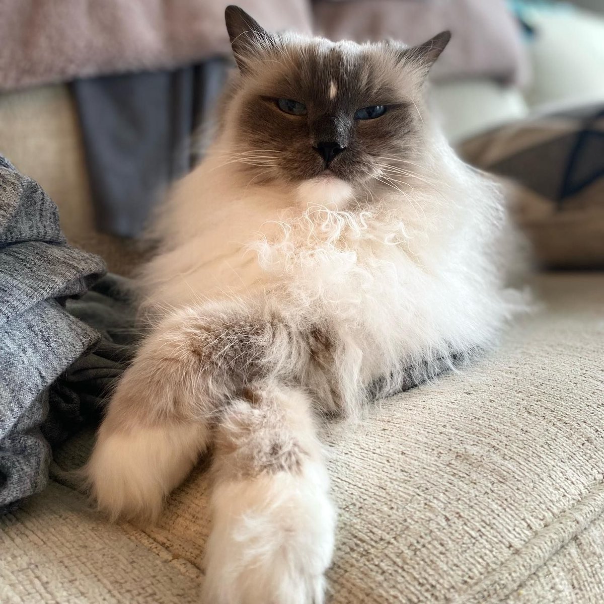 _EmperorHD's tweet image. My cat&apos;s reaction to catnip: pure bliss followed by a nap. #CatnipHigh #FelineHappiness #HappyKitty