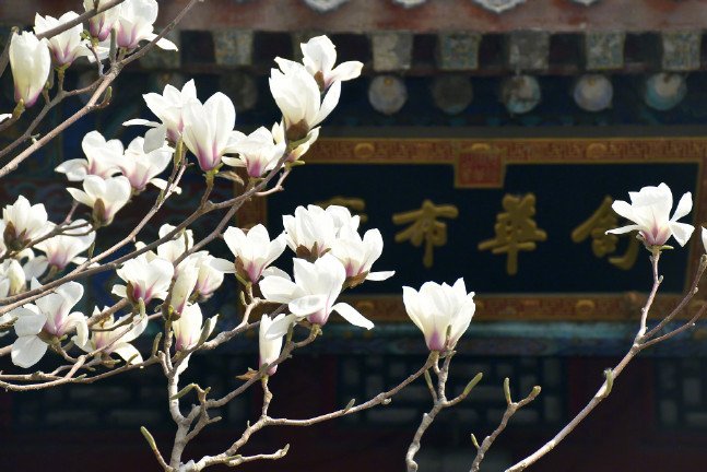 ccDong886's tweet photo. 又到玉兰花开的季节 https://t.co/PowudPhIzk
