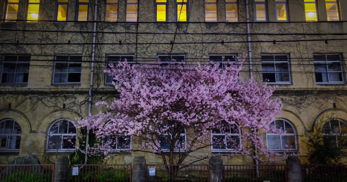 夜の「春めき桜」たち

成徳学舎
2024.3.18 ドライバー 撮影
 #MK春2024