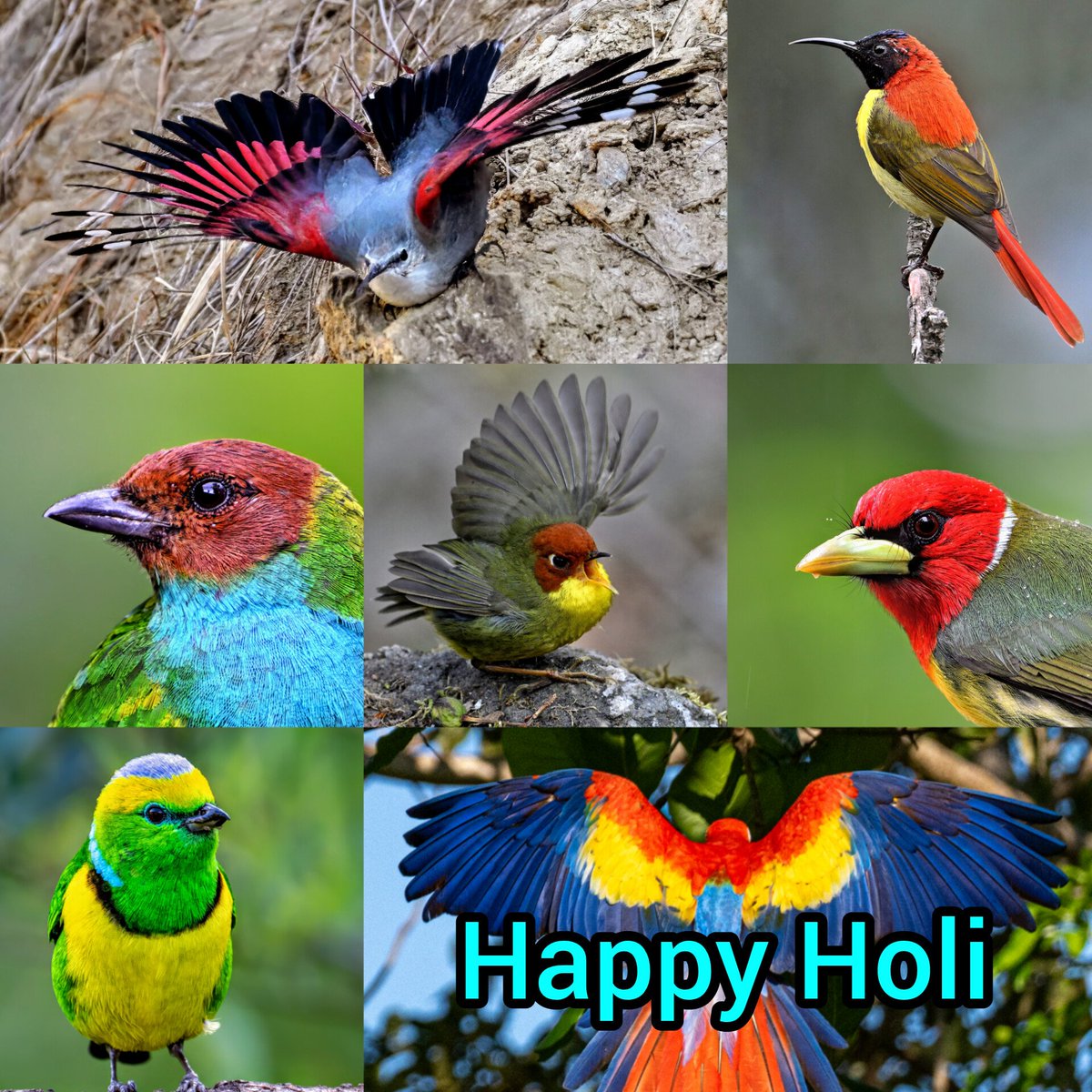 avian_trails's tweet photo. Happy Holi everyone https://t.co/UNrlw0IbAN
