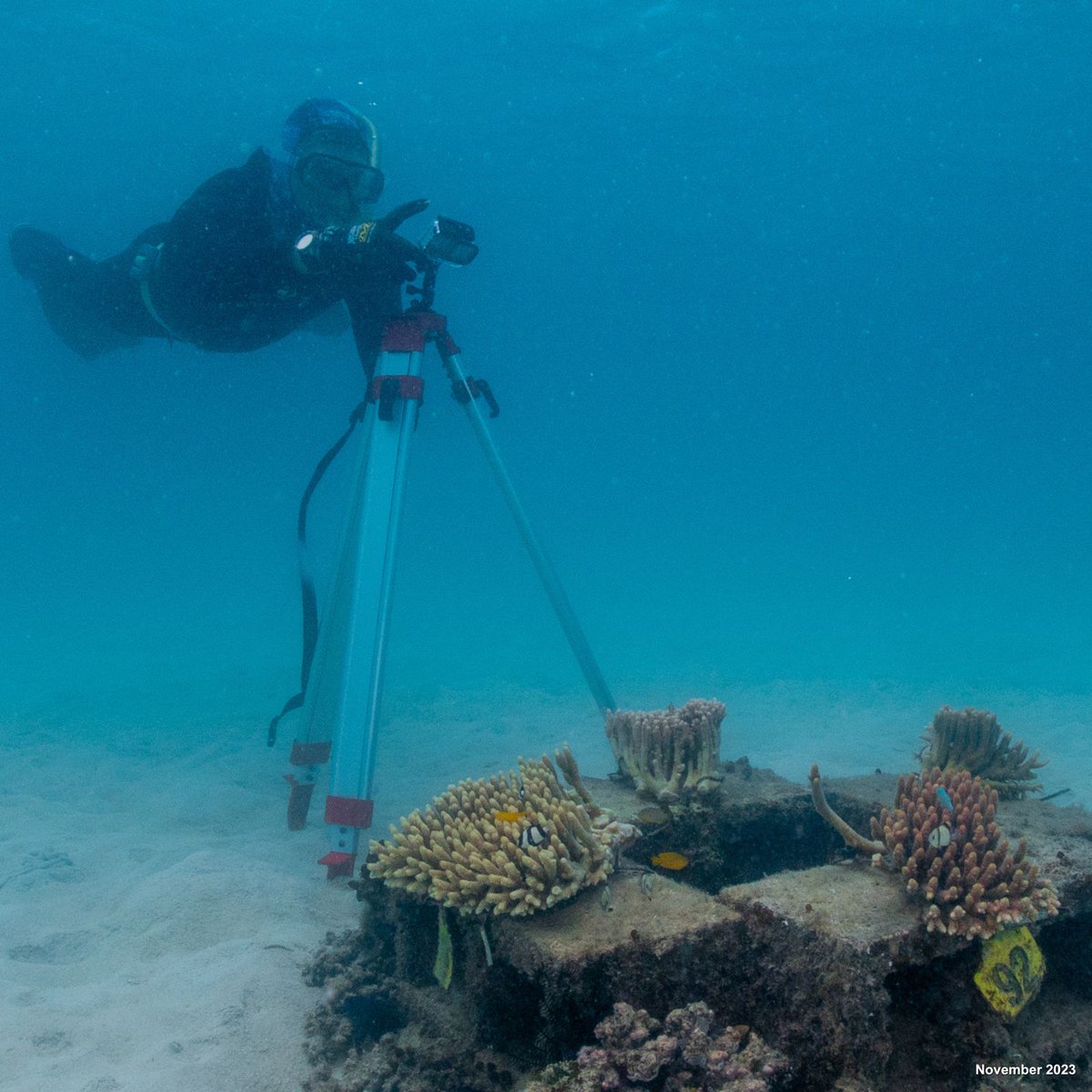 Australian Institute of Marine Science (@aims_gov_au) on Twitter photo Fish & photogrammetry surveys are the focus for Reef Song’s last field trip to Lizard Island, northern #GreatBarrierReef, this season. They’re studying the relationship between fish + coral growth to boost reef recovery and resilience.
More: bit.ly/3O0BaPt
#ACRRI <a href="/bhp/">BHP</a> Fish & photogrammetry surveys are the focus for Reef Song’s last field trip to Lizard Island, northern #GreatBarrierReef, this season. They’re studying the relationship between fish + coral growth to boost reef recovery and resilience.
More: bit.ly/3O0BaPt
#ACRRI <a href="/bhp/">BHP</a>
