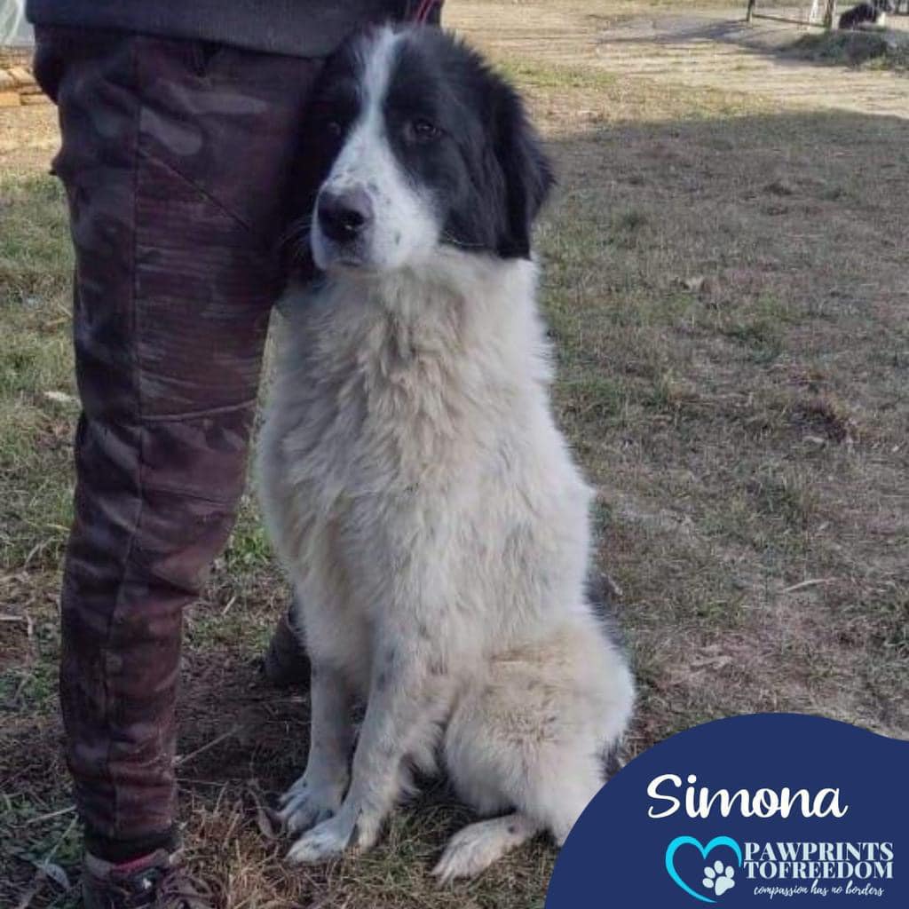 Hi, my name is Simona and I haven’t had a single application 💔 Is it because I’m too big for your sofa? I’m about 4 years old and very kind and sweet, can you please help share me? 🙏
pawprints2freedom.co.uk/adopt

#adoptable #adoptme #romanianrescue