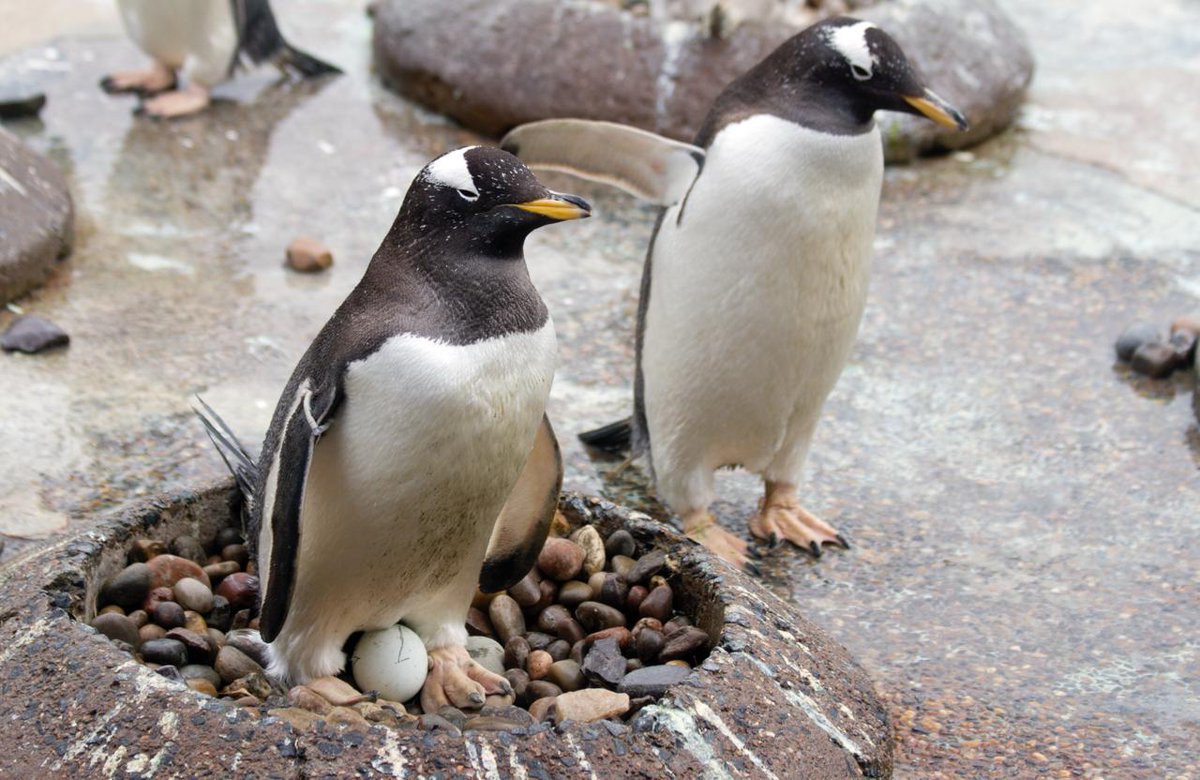 Sure, Easter eggs are fun, but have you ever seen a penguin egg? 👀 Visit us this Easter weekend and see if you can spot the first eggs that our gentoo and Northern rockhopper penguins have laid 🥚 Book online and save 👉 bit.ly/3uP0AcB