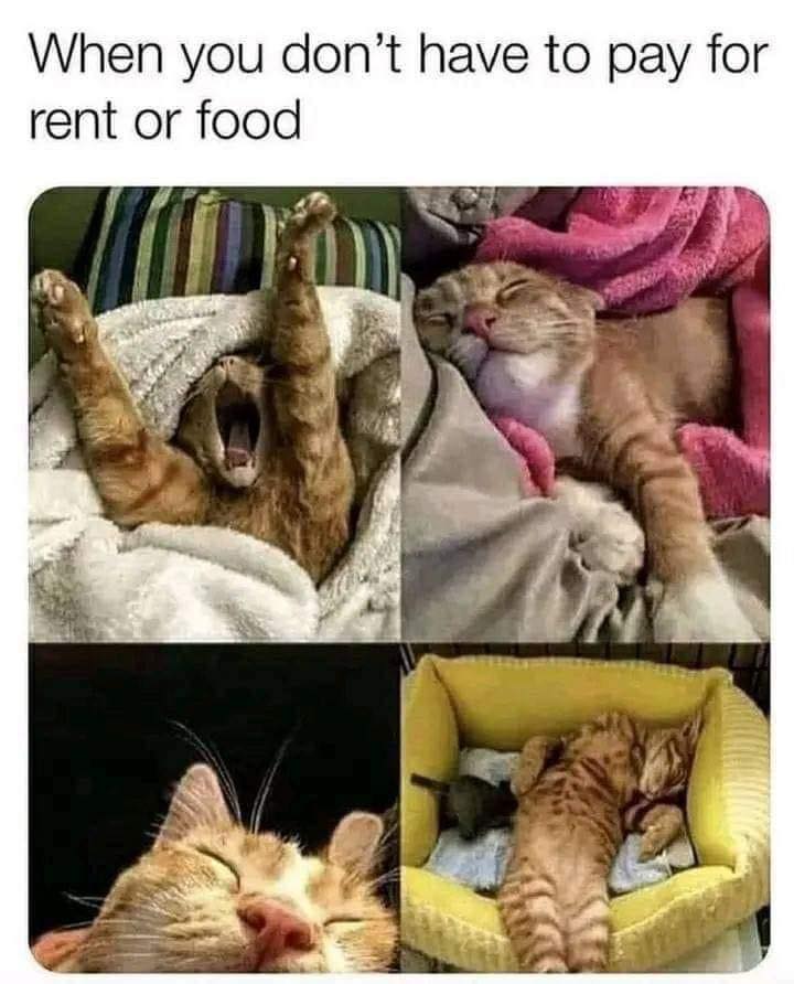 😹😹😹
.
.
.
.
.
.
#CatMemes #FunnyCatMemes #CatParent #CatParents #PetParent #PetParents #CatOwner #PetOwner #PetOwners #CatLover #CatLovers #FelineLovers #PetLovers #CatOwners #PetMemes #FunnyPetMemes #CatCompanion #CatObsessed #CatObsession #CatRelaxation #RelaxedCat
