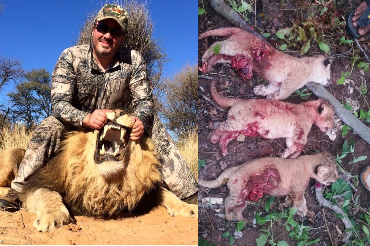 A key Q over the trophy hunting debate is which of these events is worse? Is the killing on the left worse because of the hunter? Or is right one worse, because its indiscriminate &amp; kills more animals? Misguided bans will increase killings like the right one: I think that's awful