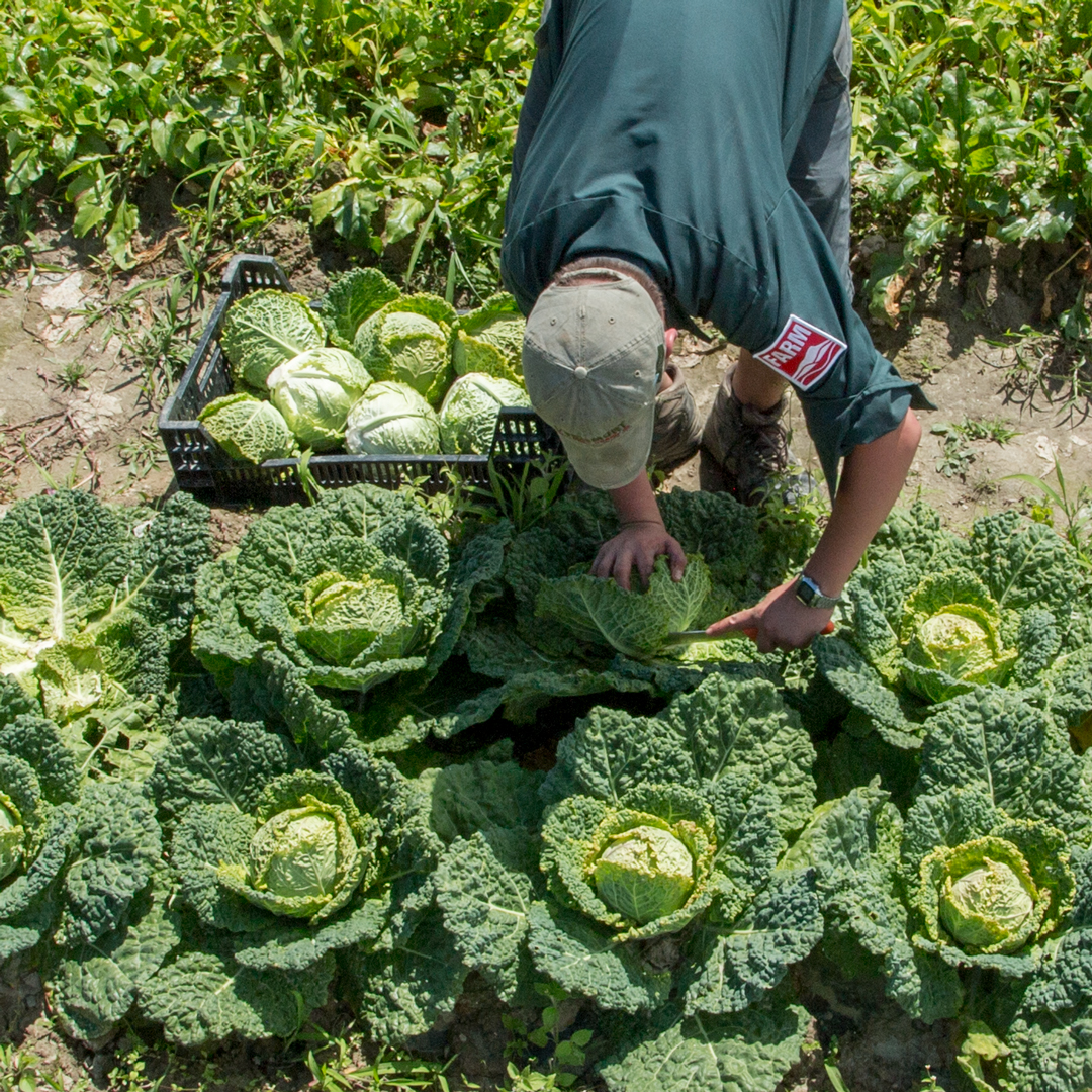 #Cabbage is a culinary star and can be eaten fresh, grilled, braised or fermented. Whether you're looking for a vibrant red, a creamy green, a crispy #Napa or a storage star, we have a great #organic varieties to choose from. Browse our selection at bit.ly/4c9dRxr. 🌱🌱