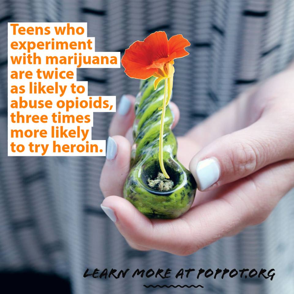 #gatewaydrug #opioids #fentanyl. We've actually known of teens who have gone from marijuana to fentanyl, without other drugs. Some even died from it.