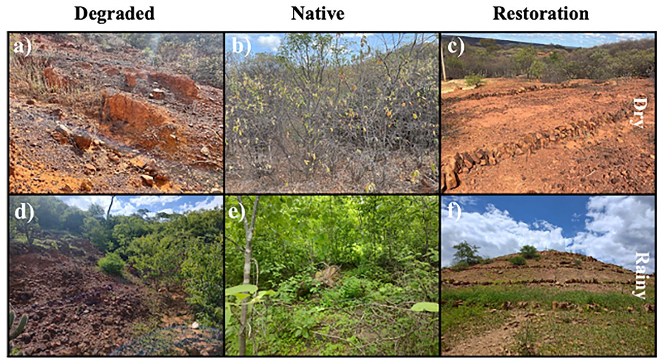 Short-term restoration practices change the bacterial community in degraded soil from the Brazilian semiarid @artur_prudencio nature.com/articles/s4159…