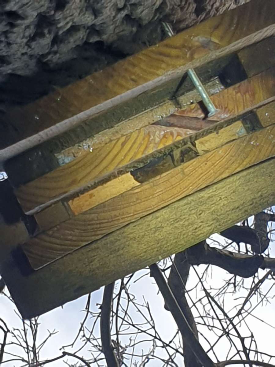 Had a great time checking bat boxes with <a href="/derbyshirebats/">Derbyshire Bat Group</a> yesterday, got good results including 10 noctules sharing one box
#bats #ecology #wildlife