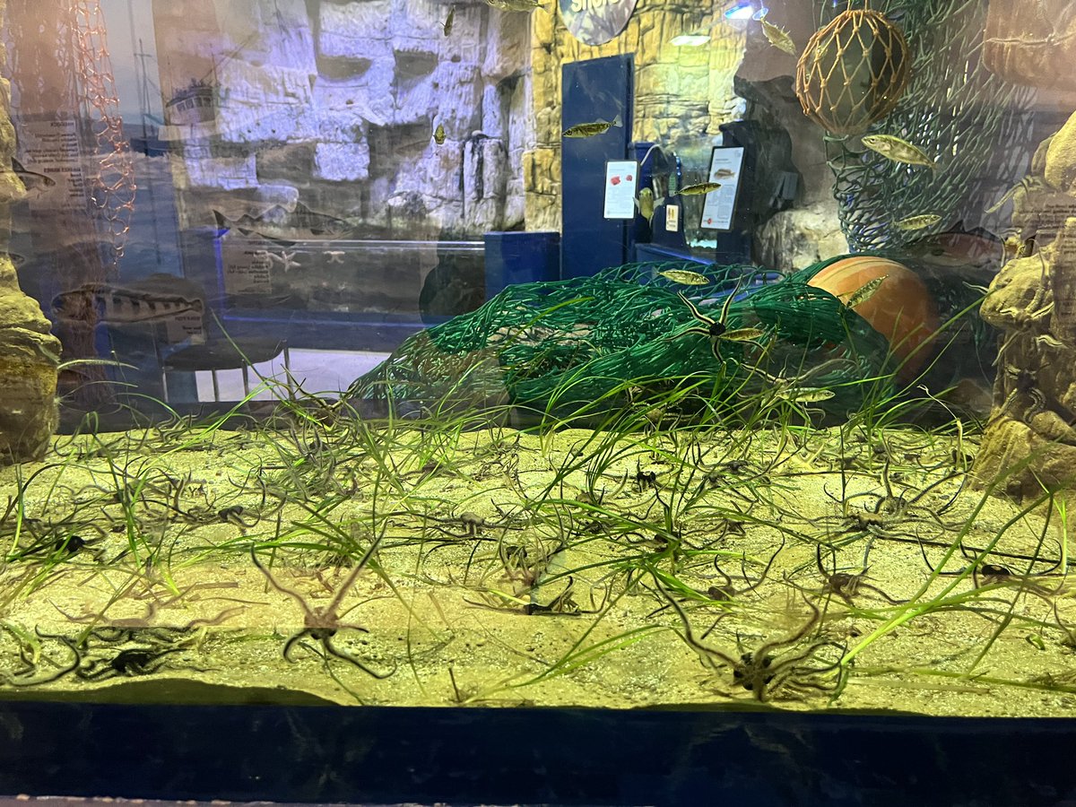 A few weeks ago @MossyEarth with help from MOC volunteers collected some seagrass rhizomes from the Moray Firth for Macduff Aquarium to help understand how it grows and to show visitors what seagrass looks like. Seems healthy so far. #seagrass #macduffaquarium #conservation