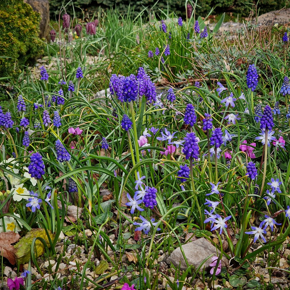 Feeling the Monday blues? We've got you covered with some wonderful bulbs and alpines flowering now in the AGS garden at Pershore. Let their beauty boost your spirits and guide you through the day.