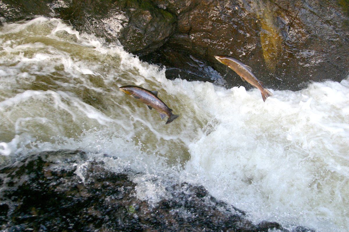 We’re working with our partners to protect and restore wild Atlantic salmon populations in Scotland. Our #wildsalmon progress report sets out work undertaken to deliver the actions to support this iconic species in the last year. Read more at bit.ly/3TOI7GB