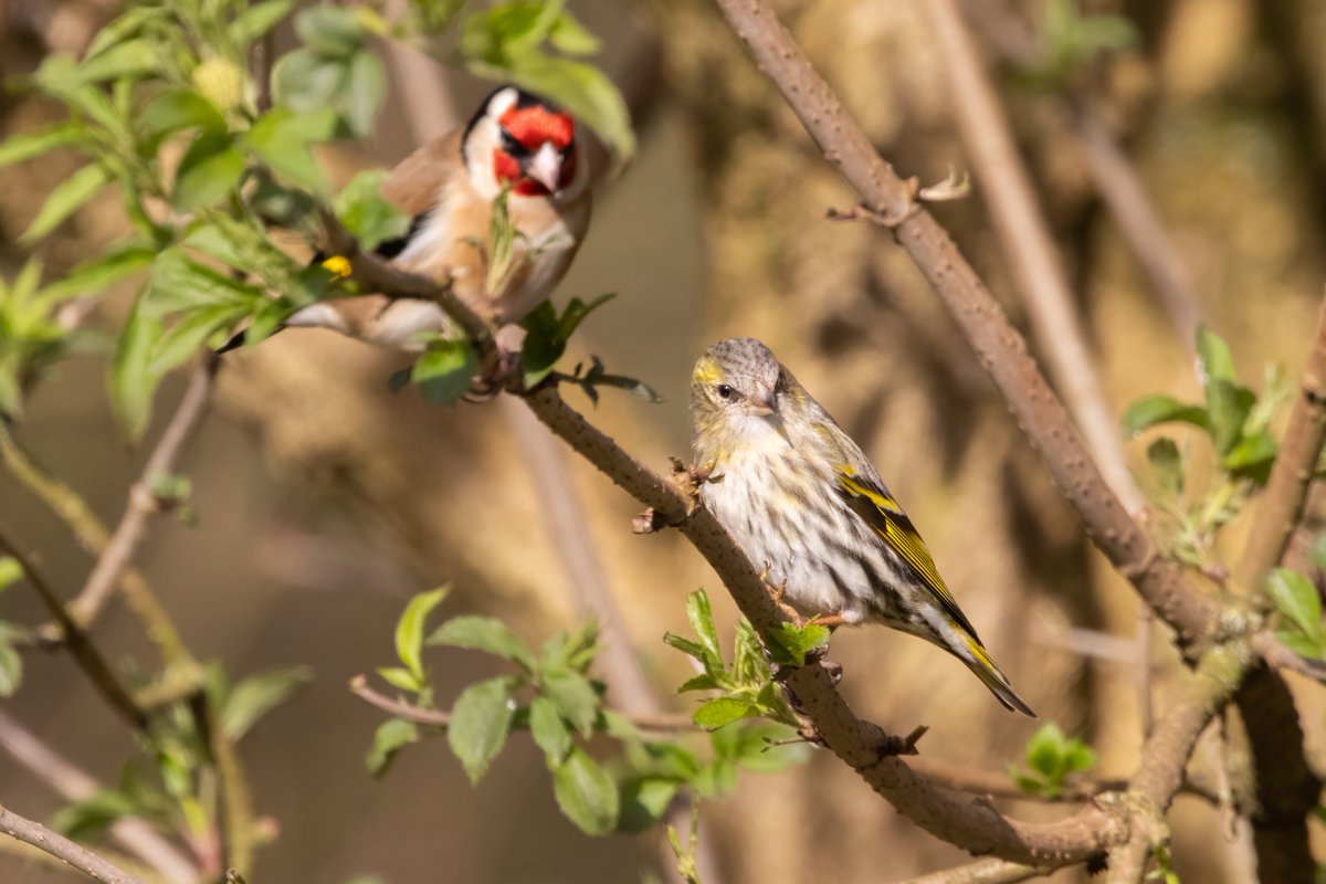 Siskin, another first for me at @NTCalkeAbbey