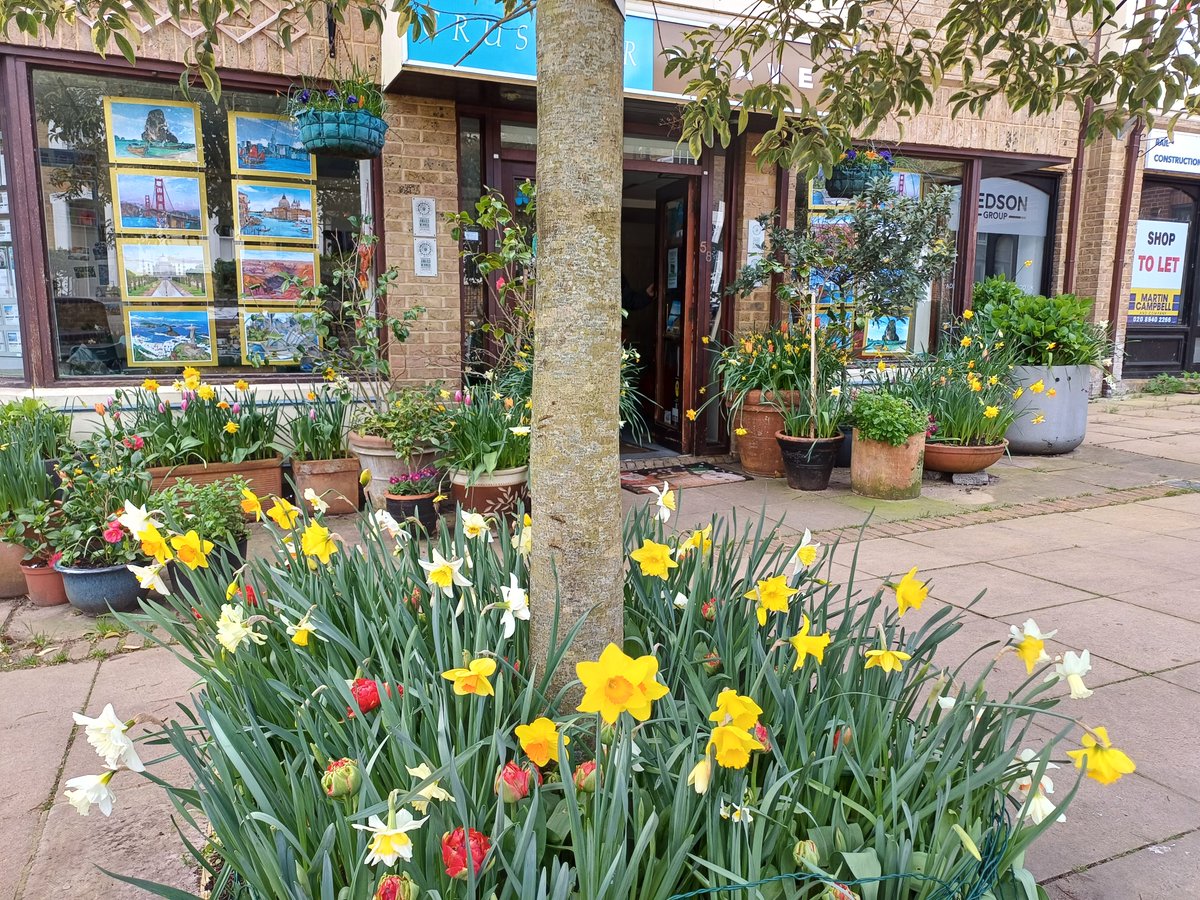 Pictures of the lovely Spring Garden in the Church Street Square! The giant chess is also out today and tables and chairs. Come and enjoy this little space of Spring flowers & joy. 🌷🌼🌹😍🥰🌿☘️❤️