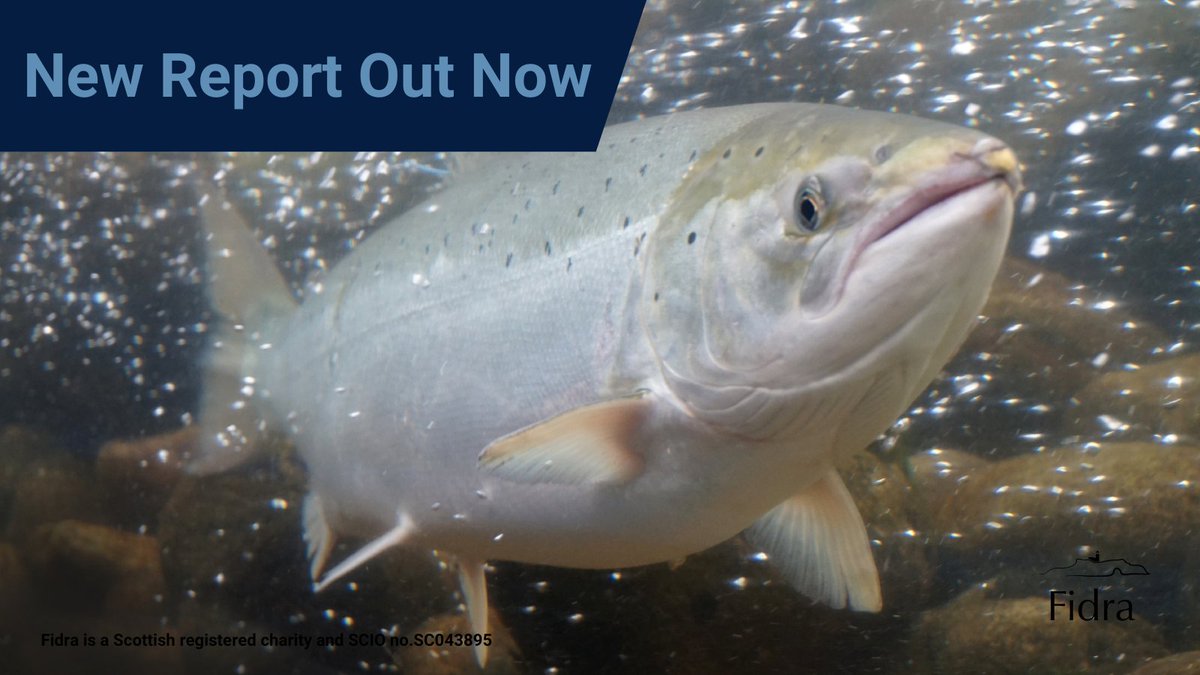 🐟Salmon aquaculture is a growing global industry, but as the industry has grown so have environmental impacts. Our latest report reviews current environmental legislation and regulation of 7 salmon producing nations around the world. Read more here👉fidra.org.uk/salmon-farming…