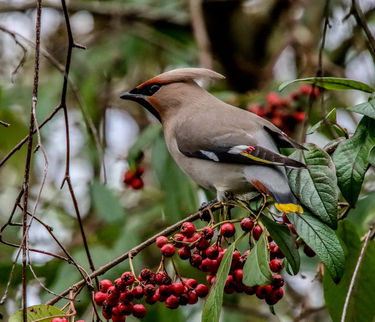 @WaxwingsUK The #Waxwings are back again , Jessie Street,#Blairgowrie, #Perthshire