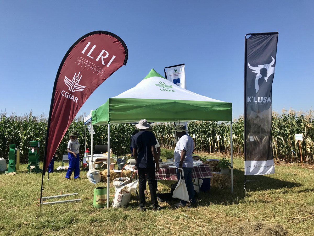 1/3 🌽 ILRI joined the @CIMMYT #Zimbabwe annual Partners Day on 21 March 2024 in #Harare to showcase our research. The event attracted over 300 visitors including government officials, diplomats, the academia, and farmers from all over the country. #whylivestockmatter