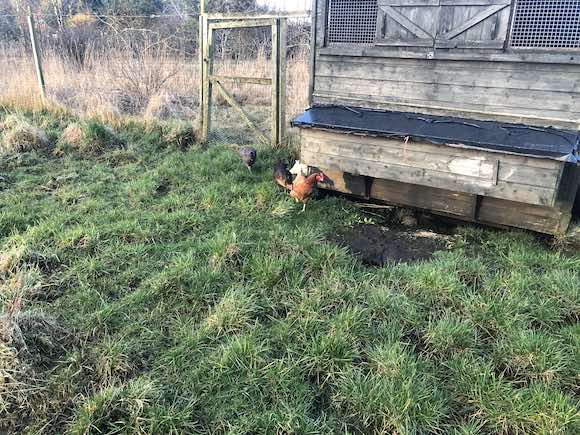 Henhouse / Pointing / Crow dlvr.it/T4ZwPj