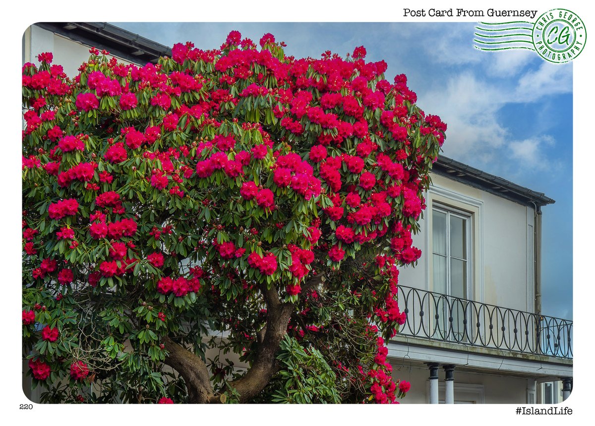 I’ve snapped this Rhododendron a few times over the years in Victoria Road, that adds a colourful cheer to this part of St Peter Port on an annual basis and as you can see, is now in full bloom. #islandlife Georgie’s Guernsey: ChrisGeorge.dphoto.com/album/4daaes
