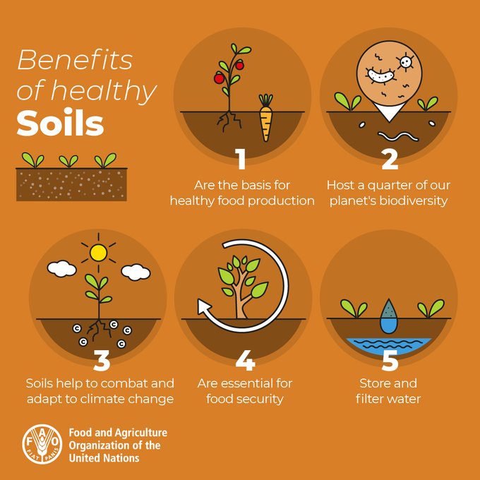 Did you know the soil is a living resource, home to more than 25% of our🌎's #biodiversity? Soil biodiversity is key to global food security, we need to protect our soils!