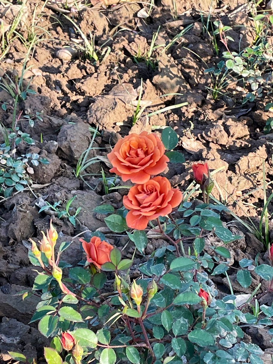 First time to be in India for Holi #HoliFestivalOfColours and seeing Chandigarh rose garden