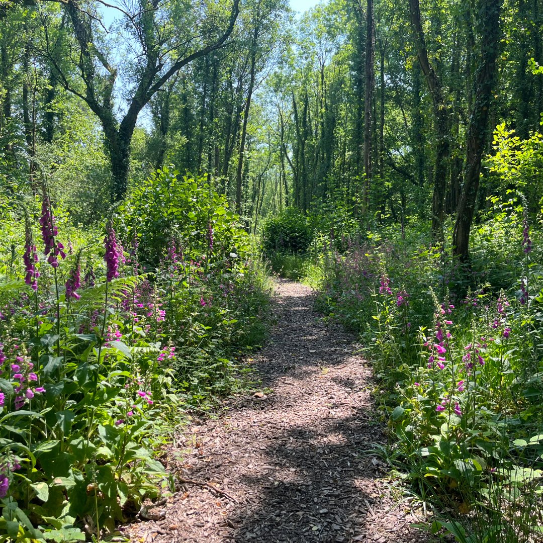 🚶‍♂️Happy National Walking Day! 🌿 Take a break from your desk and take a walk on our DuPont Dacron Nature Trail! It's just under 1km of scenic beauty, starting from the lane behind the café. Perfect for a leisurely stroll during your day.