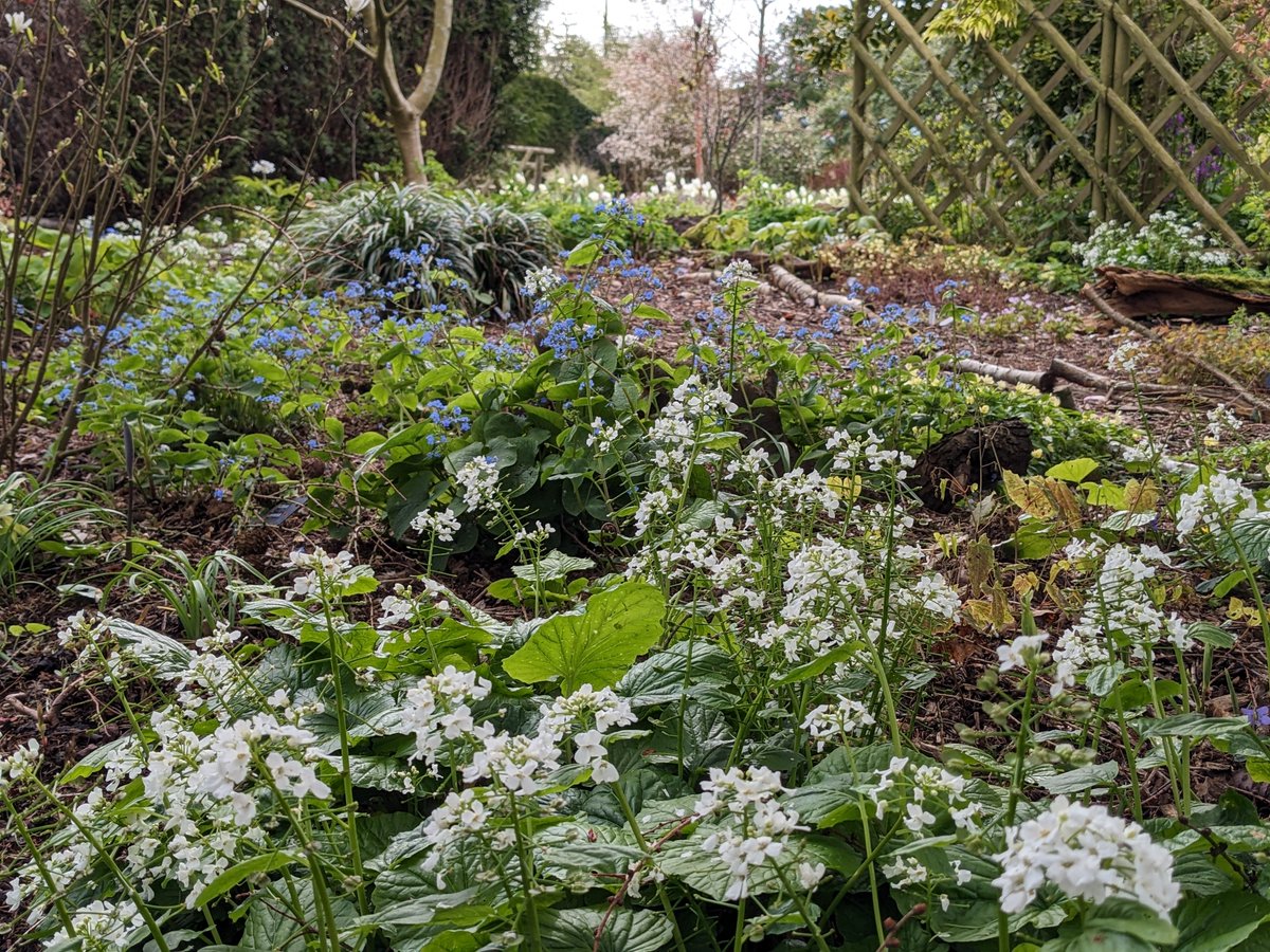 A new blogpost for a damp Monday morning...open.substack.com/pub/suebeesley… The gardens, nursery and tea room re-open for the season on Wednesday 27th March. Open Wed-Sat 10-5 till end Sept (including Good Friday and Easter Saturday). Closed Easter Sunday and Monday. See you soon!
