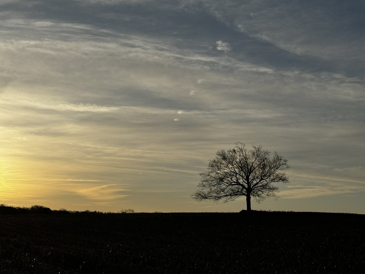 carolzollinger's tweet image. Good morning. 
#BeTheTree