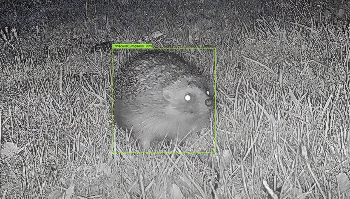 🦔AI to help National Hedgehog survey 🦔 Efforts to help the UK’s struggling hedgehog population are to get a major boost from a unique project combining citizen scientists and artificial intelligence at LJMU. Read more about the project➡️ ljmu.ac.uk/about-us/news/…