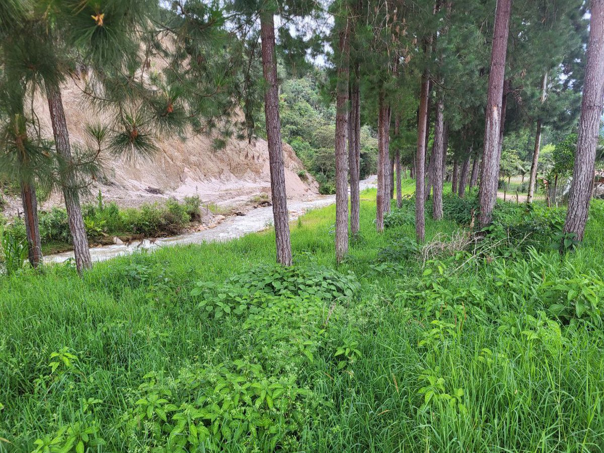 RoburnaForest's tweet photo. Nature stands by our side in battling climate change. From thriving woodlands to essential ecosystems, each part has a vital role. Are you ready to step up as a CLIMATE HERO? Join the ROBURNA FOREST PROGRAM to restore #Nature. Act now! 🌲
#RoburnaForest #Reforestation #NftTrees https://t.co/2BuxfFomSp