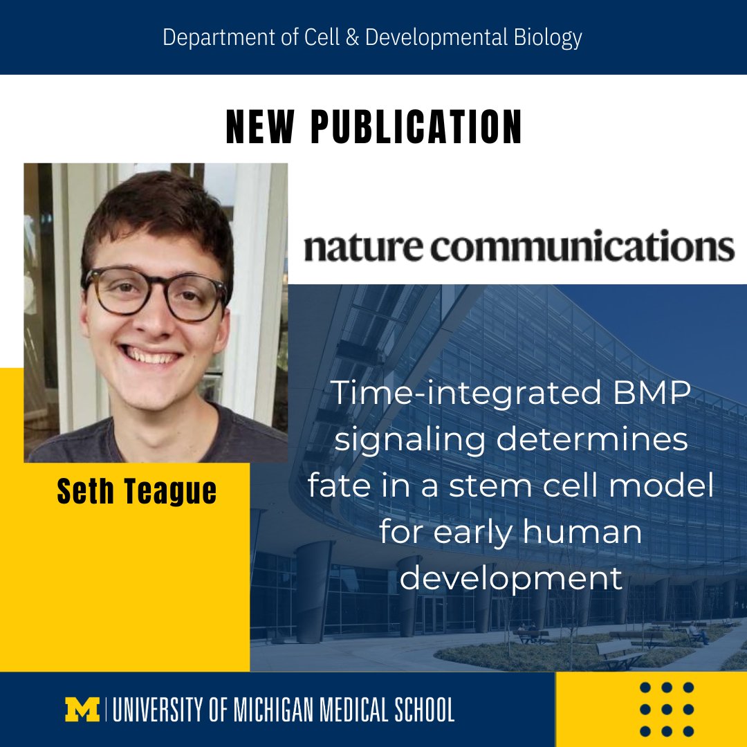 New Publication by Seth Teague (Heemskerk Lab)! 'Time-integrated BMP signaling determines fate in a stem cell model for early human development,' has been published in Nature Communications. Read article: nature.com/articles/s4146… #stemcells #BMP #DevelopmentalBiology