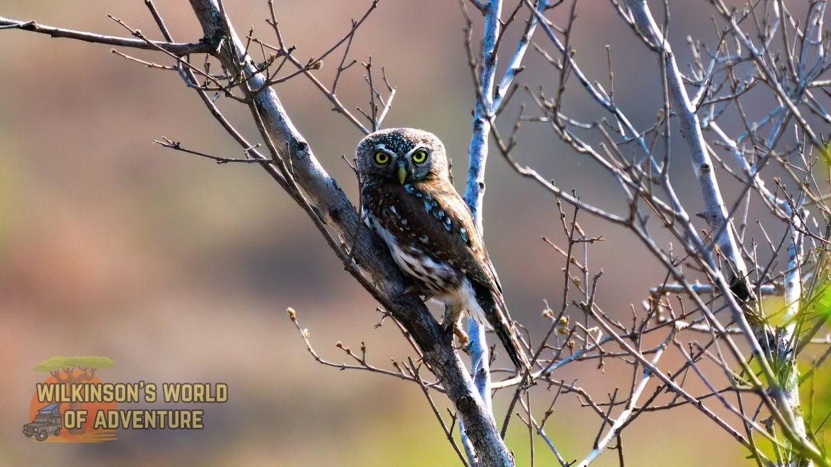 Pearl-spotted Owlet, Kruger National Park #SinglesSaturday #BirdsSeenIn2023 #birding #nikonphotography #nikonlens #birdwatching #birdphotography #birds #wildlifephotography