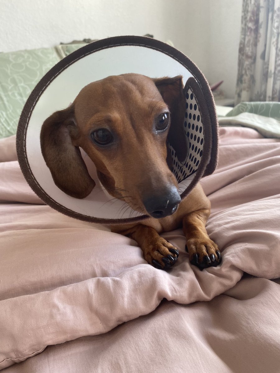 #antesquenadie Mi finde fue cuidándola a Bianca recién operada