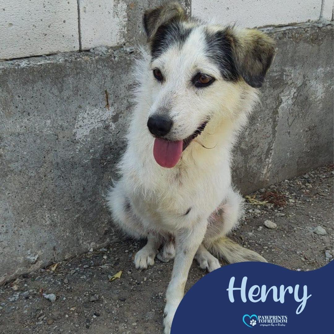 Hi, my name’s Henry and I’ve had a bit of a rubbish life so far 😢 I only have 3 legs, which doesn’t bother me at all but I hate being in kennels 💔 Can you please help me find a foster home that will show me life isn’t all bad? 🙏 pawprints2freedom.co.uk/adopt #adoptable #adoptme