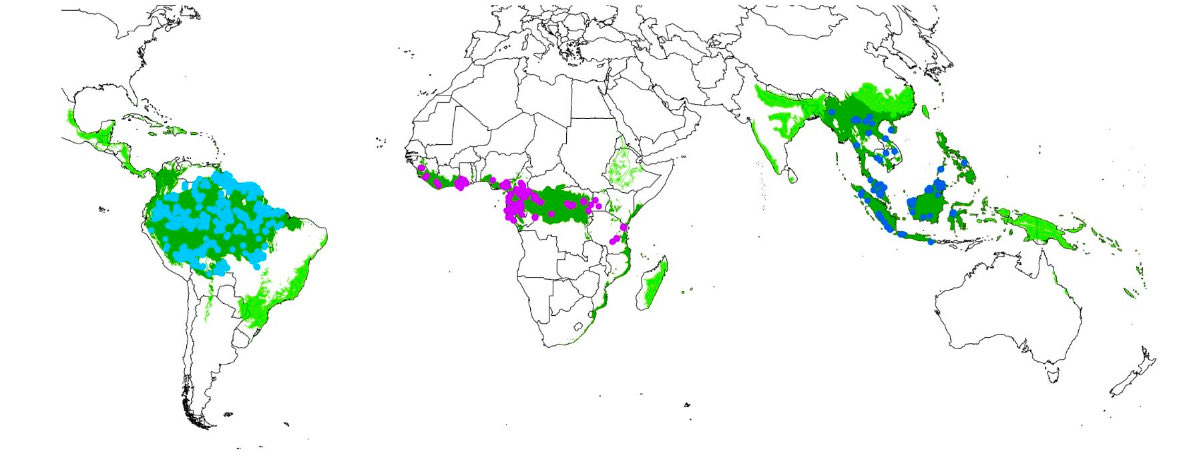In the world's principal tropical forests, approximately 2% of species account for half of all tree populations This emphasis on prevalent tree species may enhance the accuracy of forecasts concerning forest reactions to shifts in environmental conditions news.mongabay.com/2024/01/tropic…