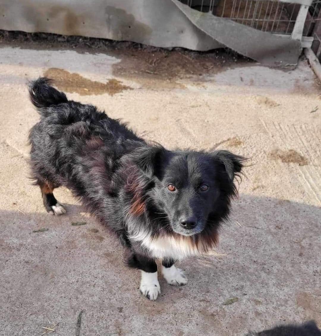 Hi, my name is Monkey and my owner left me at Adjud public shelter 💔 All the other dogs are bigger than me and I’m a bit scared here 😢 Can you please help me find a family who will love me forever? 🙏 pawprints2freedom.co.uk/adopt #adoptable #adoptme #adoptdontshop #romanianrescue