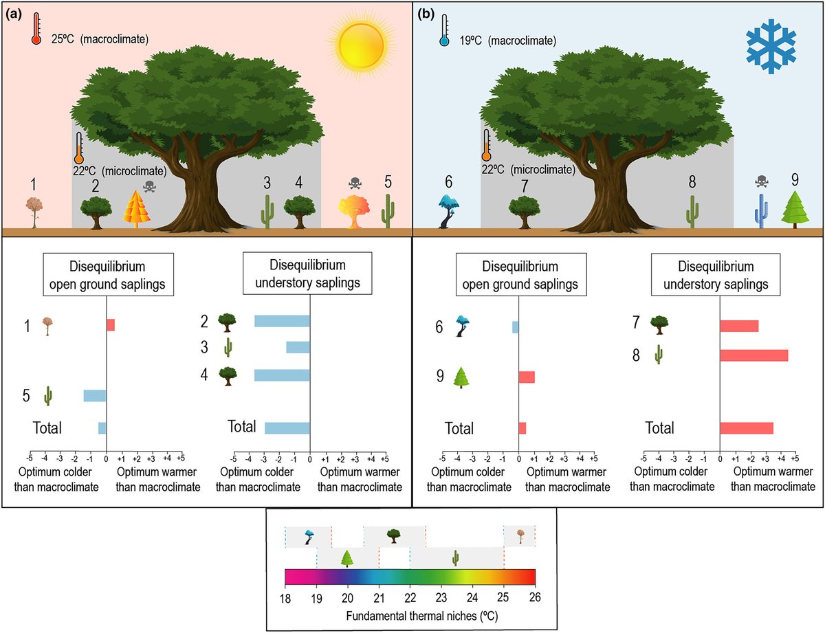 Un nuevo estudio demuestra que las copas de los árboles y arbustos son 🌱refugios climáticos🌱 también en la #naturaleza ✨ Su sombra crea pequeños oasis que conservan mejor la humedad, mantienen la temperatura más estable y acumulan reservas de agua y nutrientes.