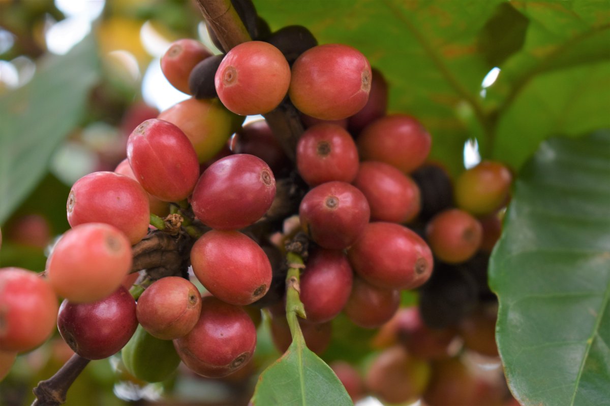 UgandaCoffee_'s tweet photo. COFFEE PRICES: Today's farmgate prices in UGX/Kilo
Kiboko 4,800-5,400
FAQ 10,000-11,000
Arabica Parchment 11,000-12,000
Drugar 10,000-11,000
When you practice GAPs, you earn more. Coffee beans have fewer defects. The final cup is also richer in aroma & flavour.
#farm2cup https://t.co/tDgokUgrK5