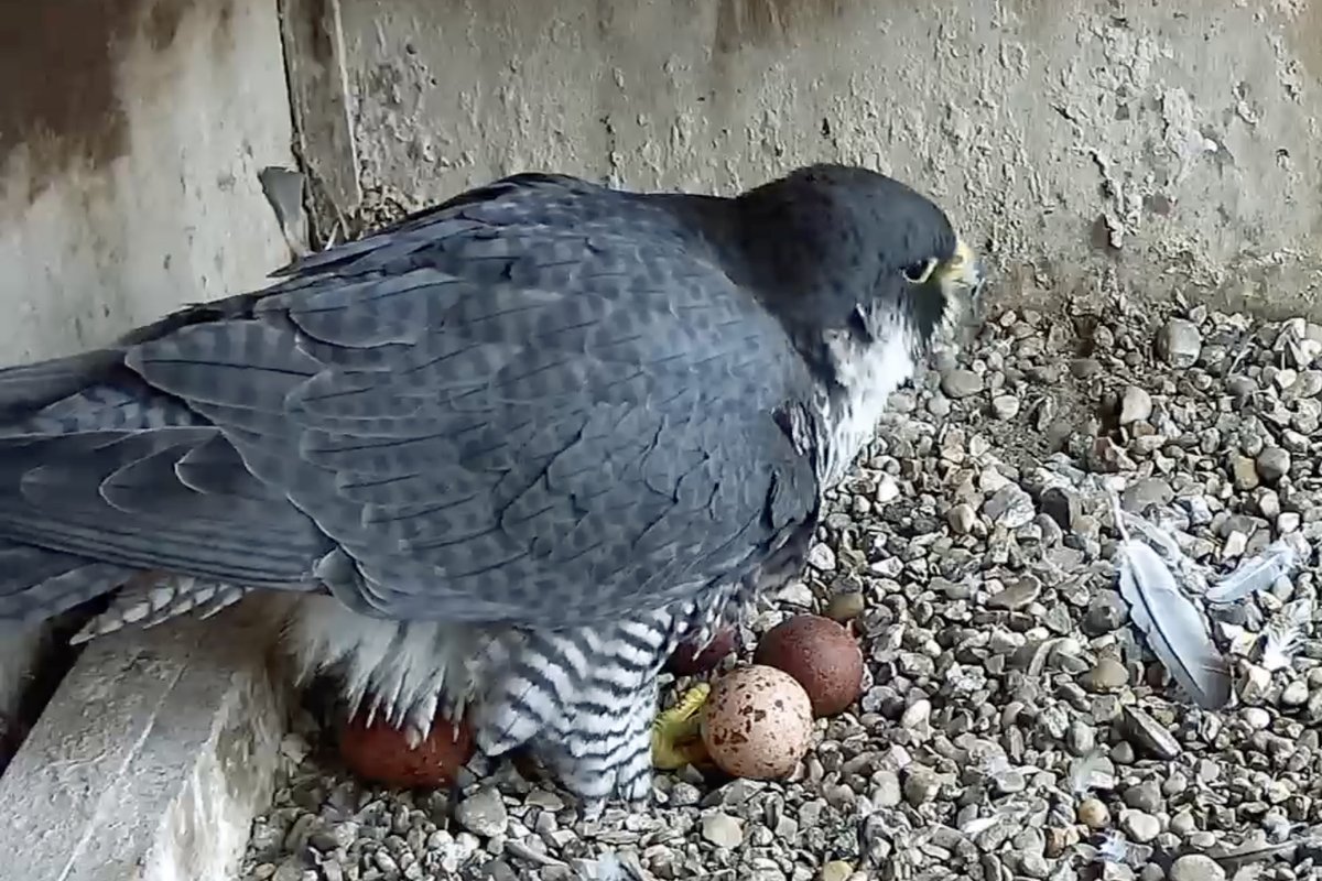 Jim Graham (@cropstonbirder) on Twitter photo ... plus one makes four @LeicsPeregrines eggs at 7:20 today 25 March <a href="/LeicsCathedral/">Leicester Cathedral</a>
Live streaming: leicesterperegrines.org.uk/streaming/
<a href="/KRIIICentre/">KRIII Visitor Centre</a> ... plus one makes four @LeicsPeregrines eggs at 7:20 today 25 March <a href="/LeicsCathedral/">Leicester Cathedral</a>
Live streaming: leicesterperegrines.org.uk/streaming/
<a href="/KRIIICentre/">KRIII Visitor Centre</a>