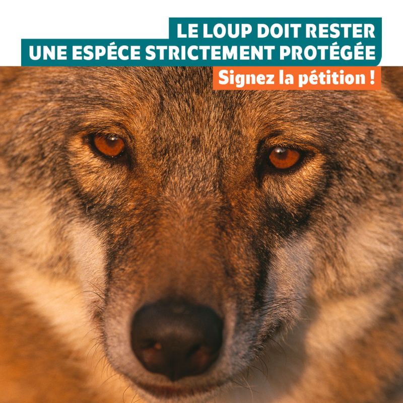 🐺[PÉTITION] : Le cap des 100 000 signatures franchi en moins d'une semaine ! 💪 Rejoignez la mobilisation pour que le loup reste une espèce strictement protégée ! Signez et partagez la pétition ➡️ bit.ly/PetitionLoup 🙏