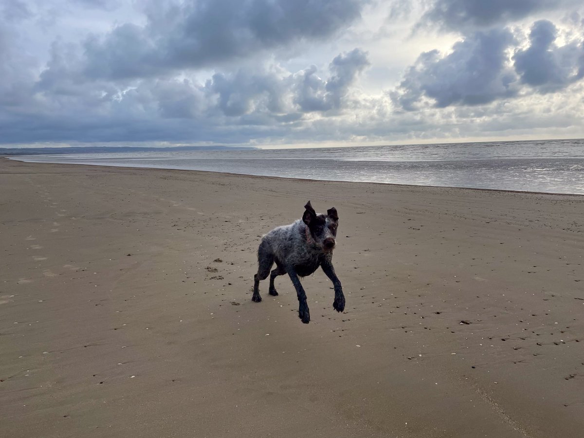 On your marks, get set……. Go!!! #monday #start #mondaymotivation #adventure #outdoors #beach #beachdog #bestlife #vitaminsea #seastheday #dog #exercise #sprint #dog #dogsofinstagram #love #dogsoftwitter