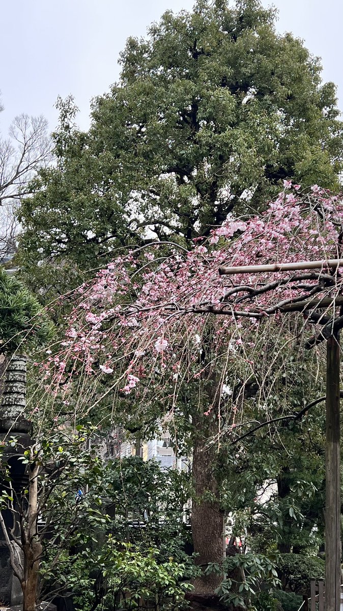 kantak0212's tweet image. いつもなら満開か半分散ってるけど
まだ咲き始め？🌸
#玉蔵院