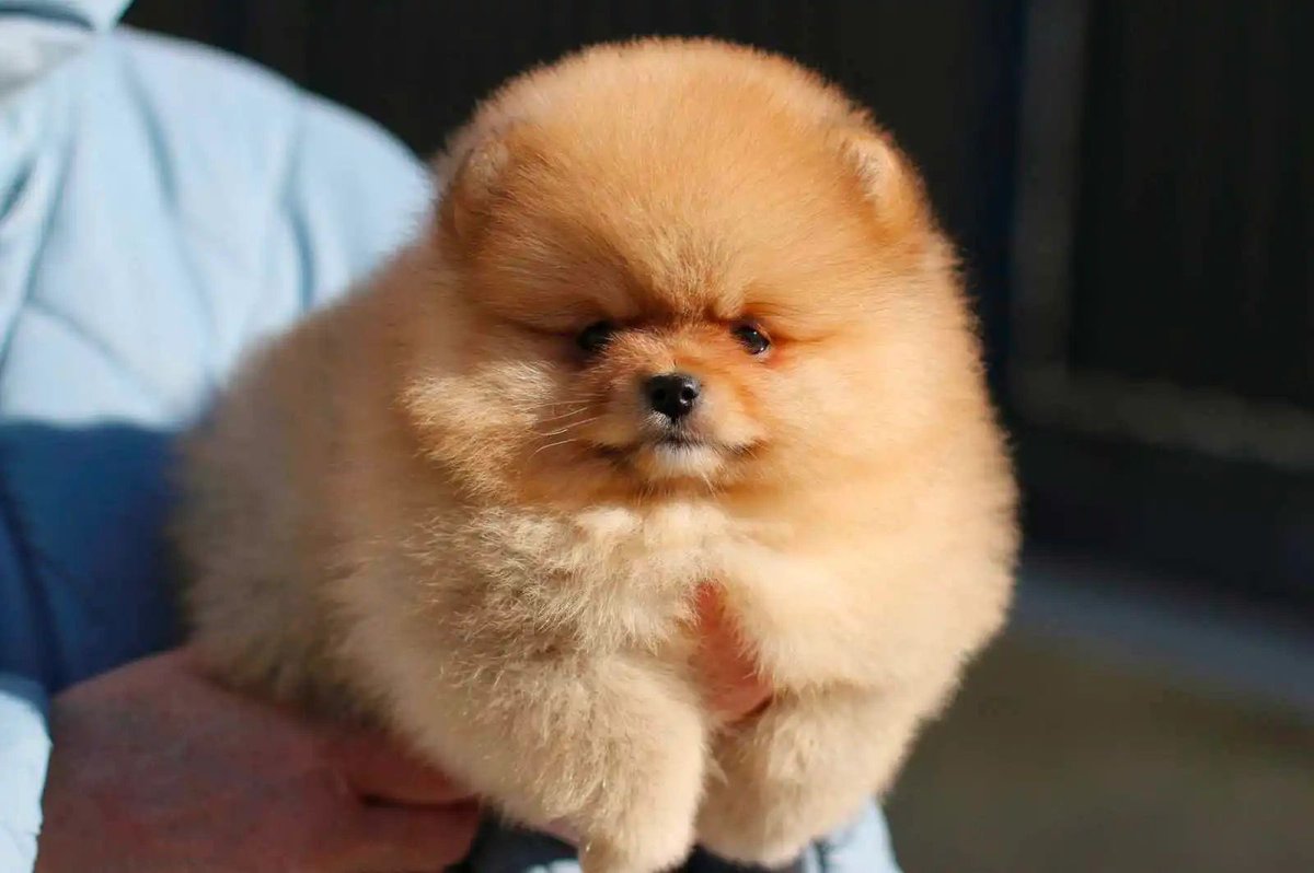 pomqueens's tweet photo. 🟣Dit is Tacy. Een slim,actief en aanhankelijk vrouwtje. 
-
-
-
#pomeranian #pom #puppy #beertje #teddy #pup #puppylove #cutedogs #puppyoftheday #pic #picoftheday #walk #fun #sunday #photoshoot #love #puppy #puppies #puppyoftheday #pomeranians #pomeranianpuppy #pomeranianworld https://t.co/HPf3eSGOGh